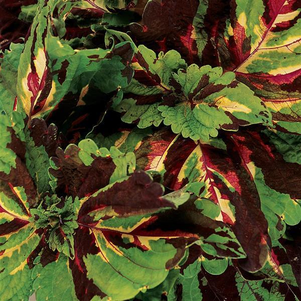 Kong Mosaic Coleus