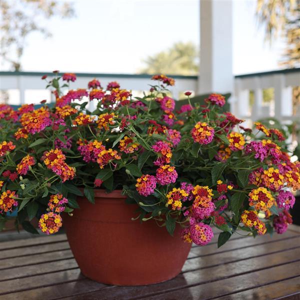 Lantana Passion Fruit