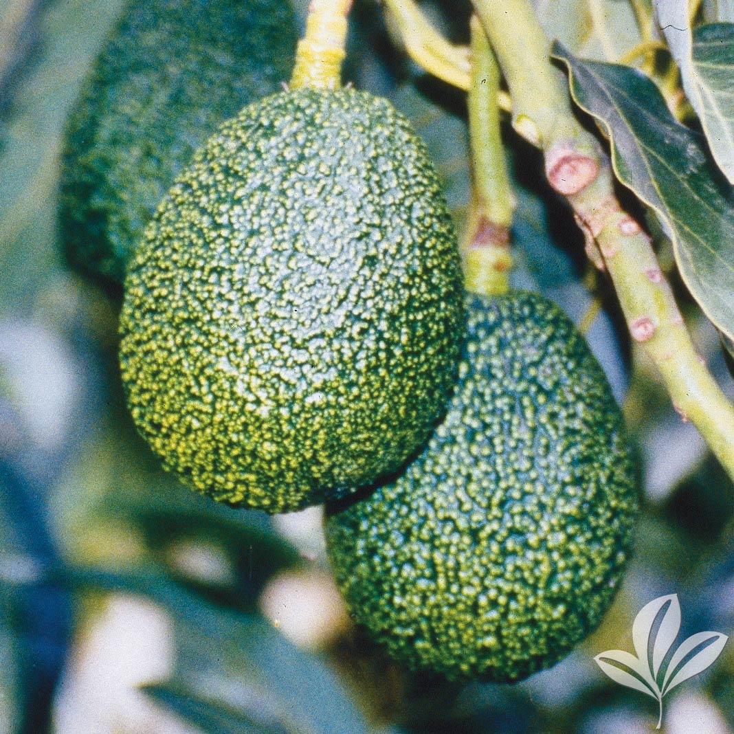 Avocado, Lila