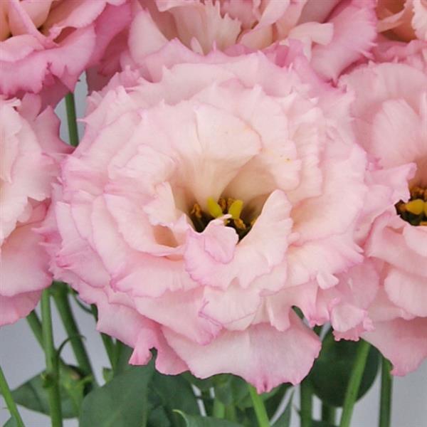 Lisianthus Ruffled Pink White