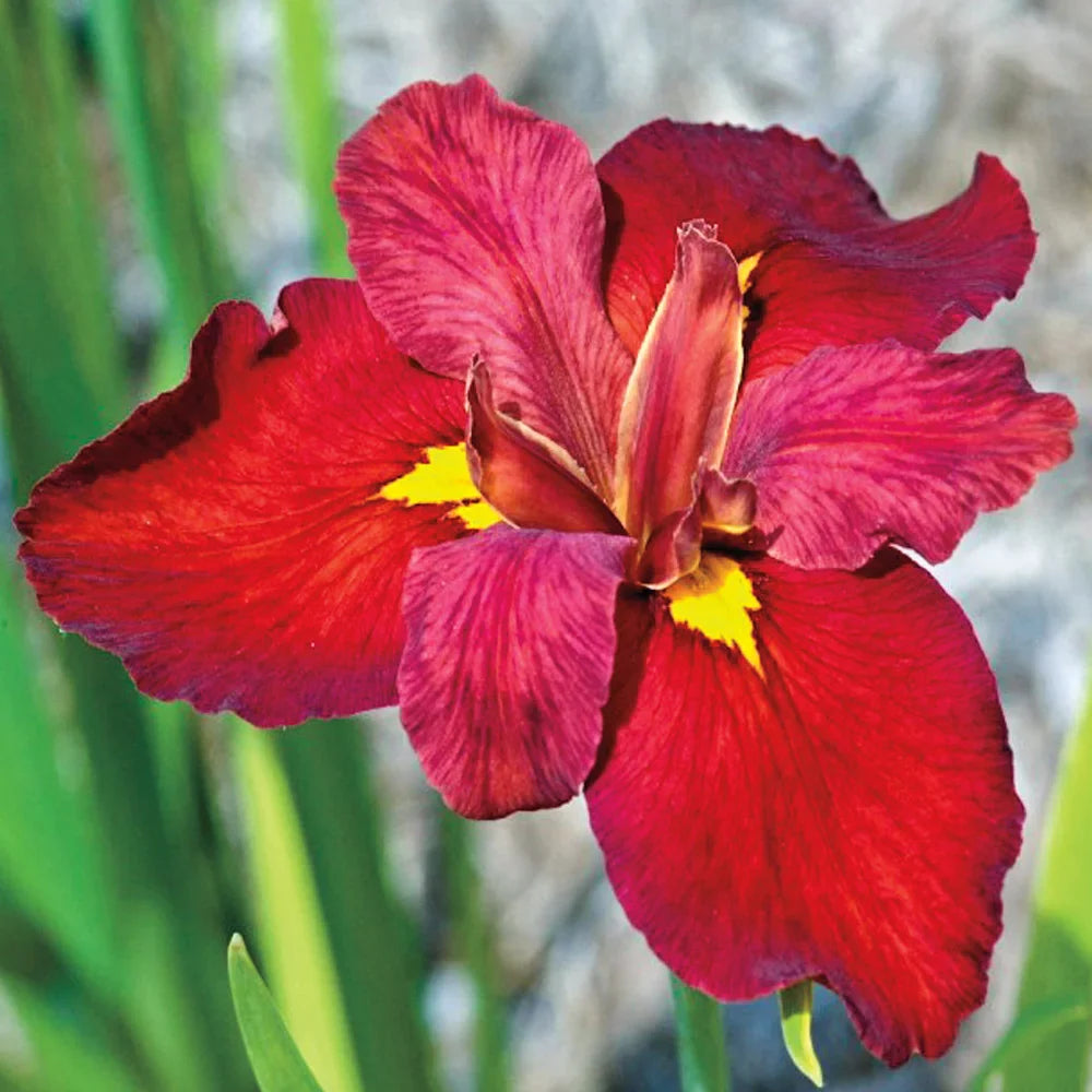 Iris, Louisiana Iris 'Ann Chowning"