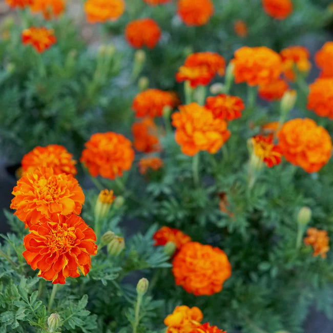 Marigolds - Durango Red