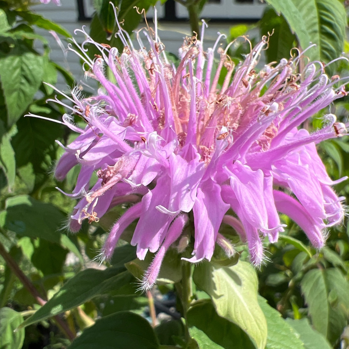A close-up image of a pink Wild Bergamot flower cluster with green leaves in the background.