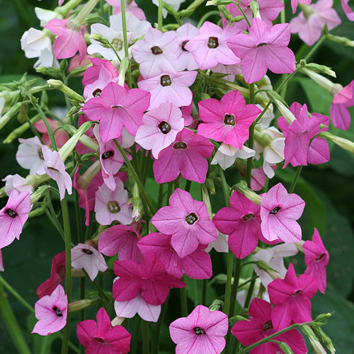 Nicotiana Whisper Mix