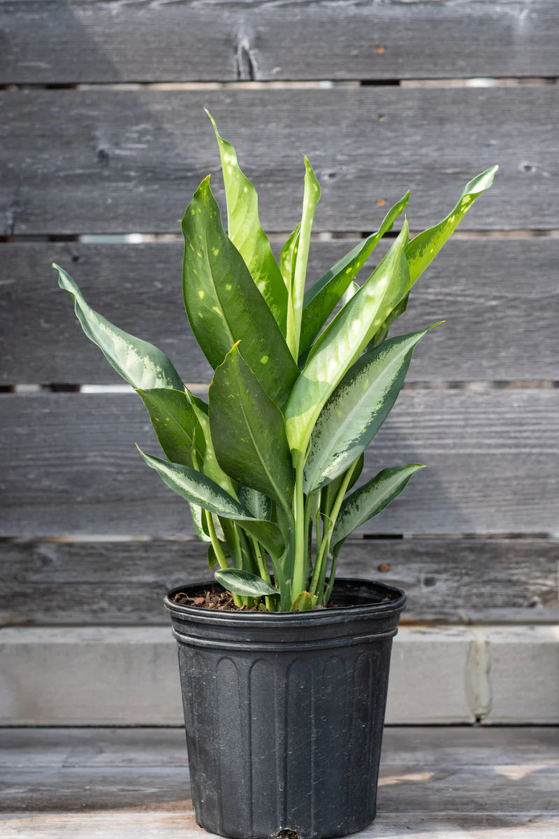 Dieffenbachia 'Panther'