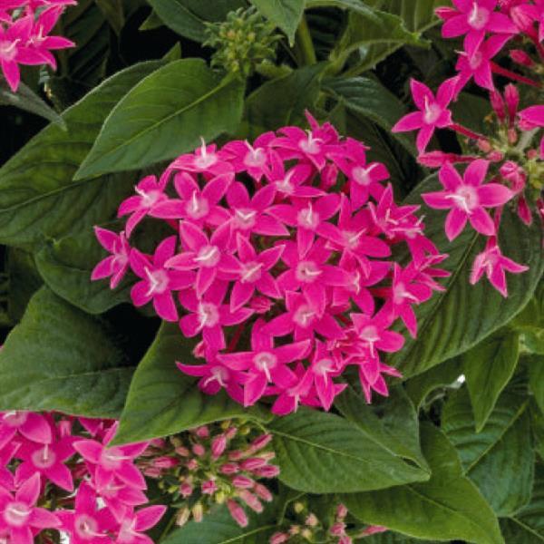 Pentas Graffiti™ True Pink