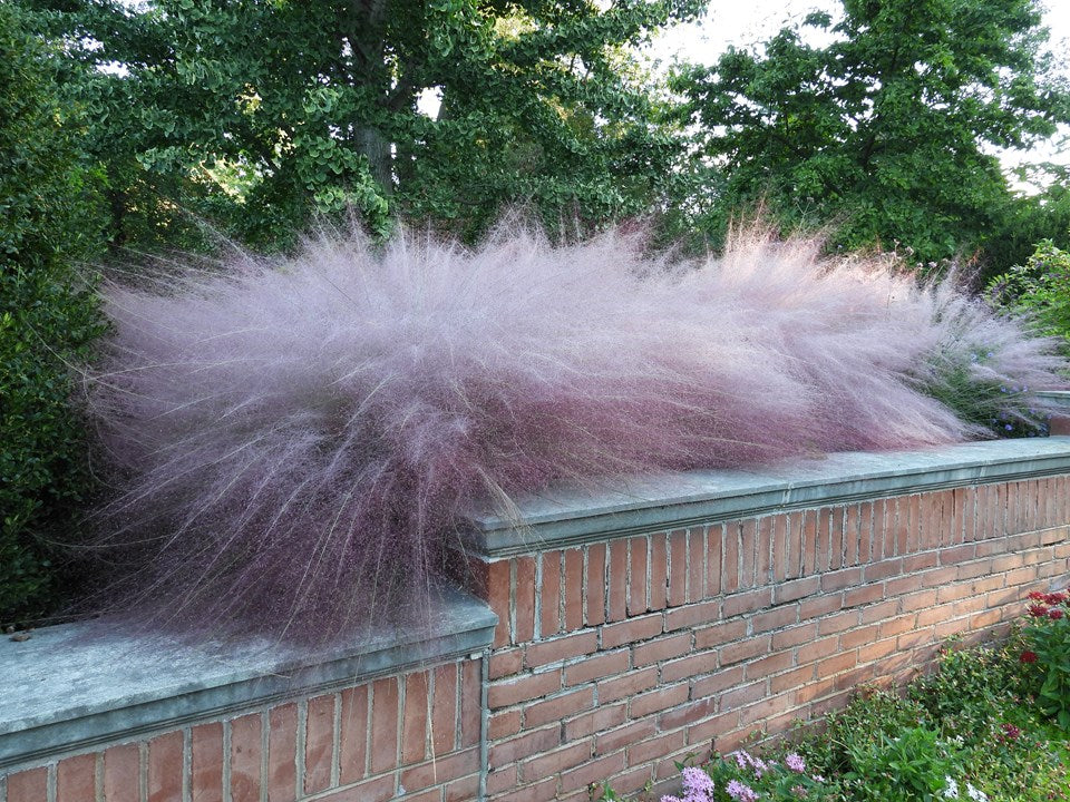 Pink Muhly Grass (Muhlenbergia capillaris)