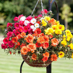 Portulaca Happy Hour Mix