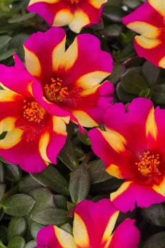 Portulaca Sea Glass 'Pink'