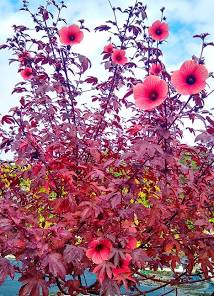Red Shield Hibiscus