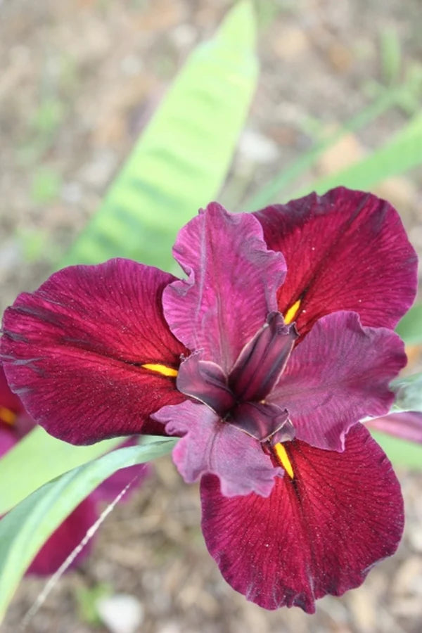 Red Velvet Elvis Iris