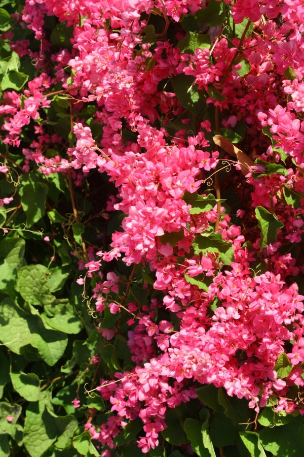 Rosa Montana Coral Vine