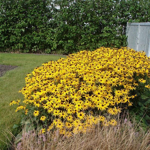 Rudbeckia 'Goldsturm'