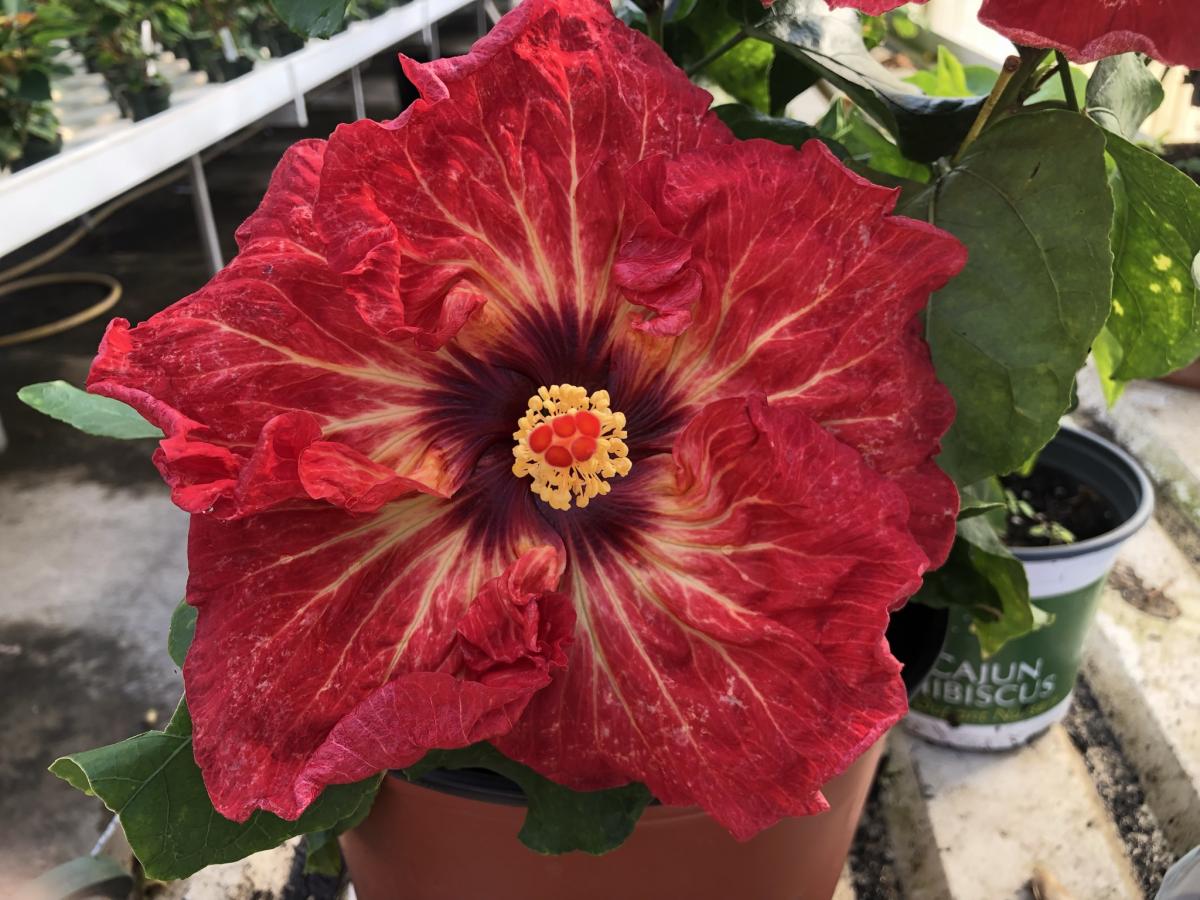 Hibiscus Sea of Flames - Cajun Hibiscus