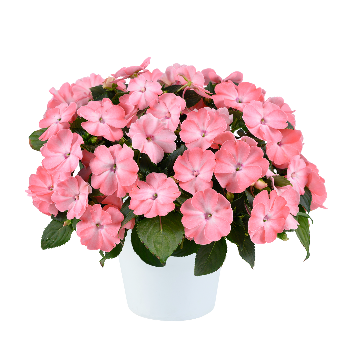 Impatiens Sol Luna Prime Salmon