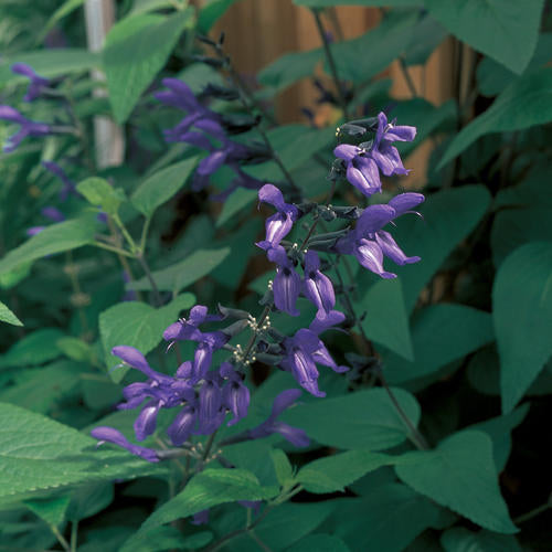 Salvia Black and Blue