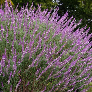 Bouquet of purple flowers with green leaves in a garden setting