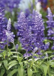 Salvia Midnight Candle