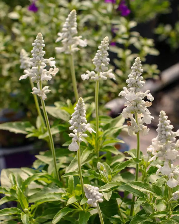 Salvia "Mystical White"