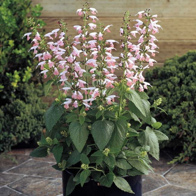Salvia Summer Jewel Pink