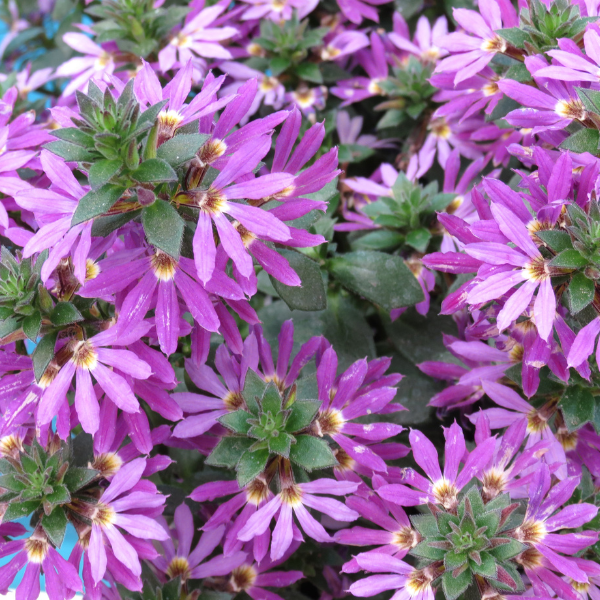 Scaevola Surdiva Purple