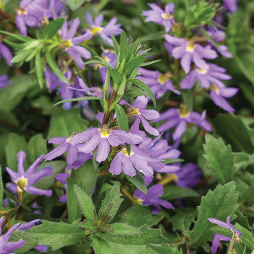Scaevola Whirlwind Blue