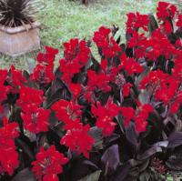 Canna Lily- Cannova Bronze Leaf Scarlet