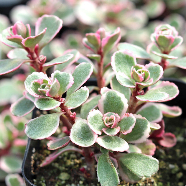 Sedum Stonecrop Tri Color