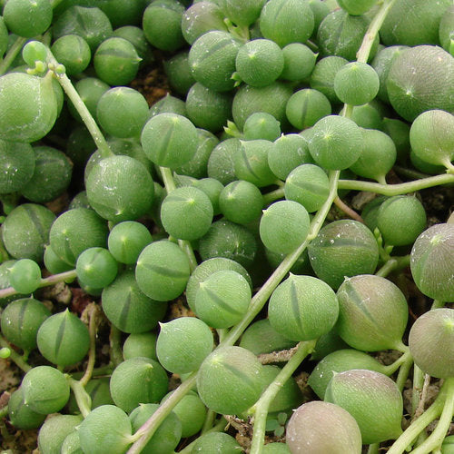 Senecio String of Marbles
