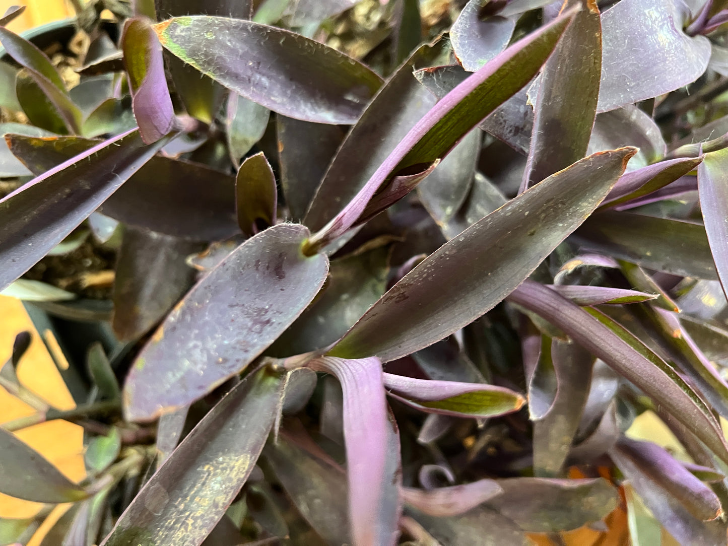 Setcreasea 'Purple Queen' groundcover with vibrant purple foliage in full sun garden bed in garden center slidell, Louisiana