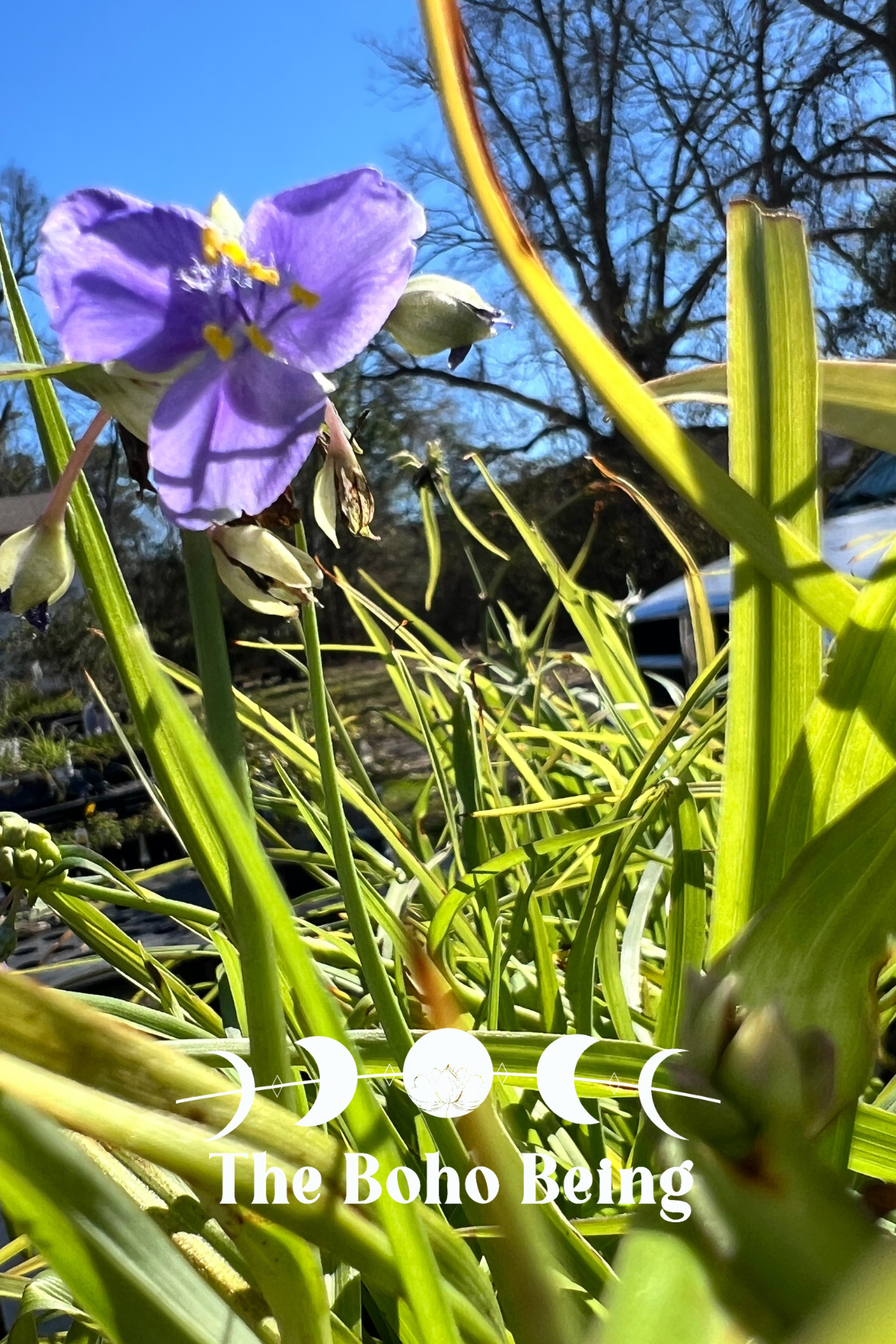 Tradescantia ohiensis 'Smooth Spiderwort'