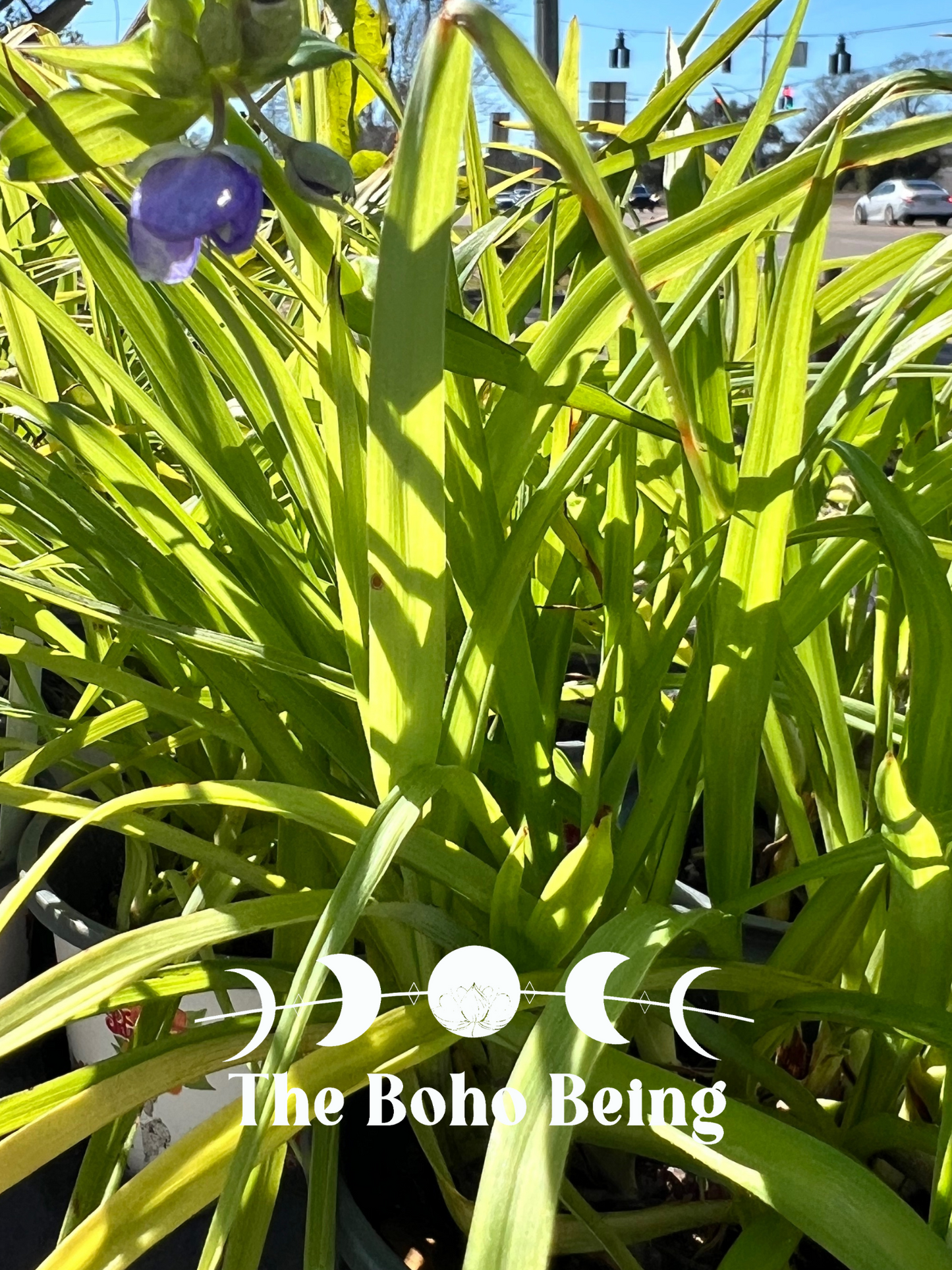Tradescantia ohiensis Smooth Spiderwort
