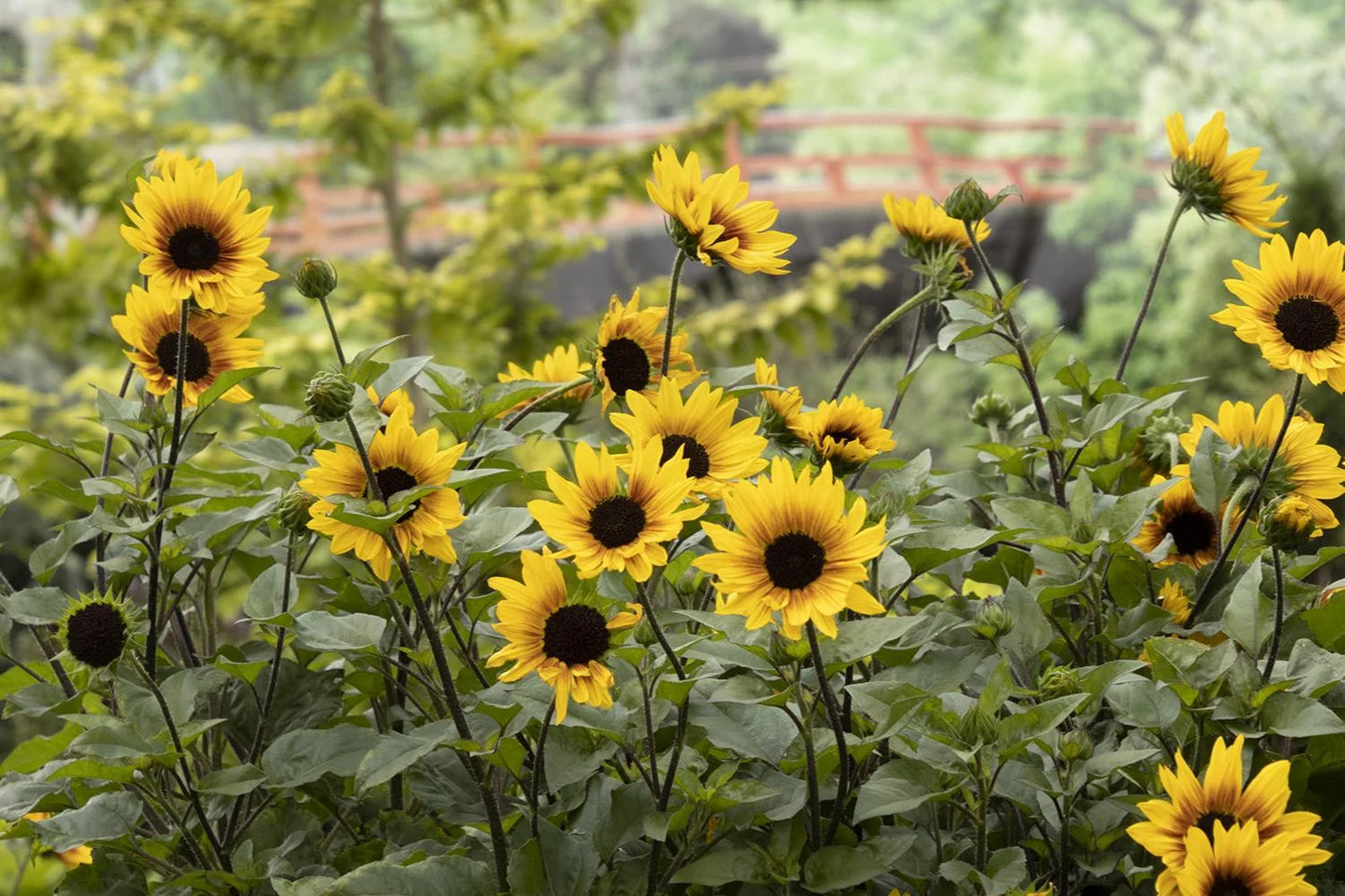 Sunflower Brown Eyed Girl