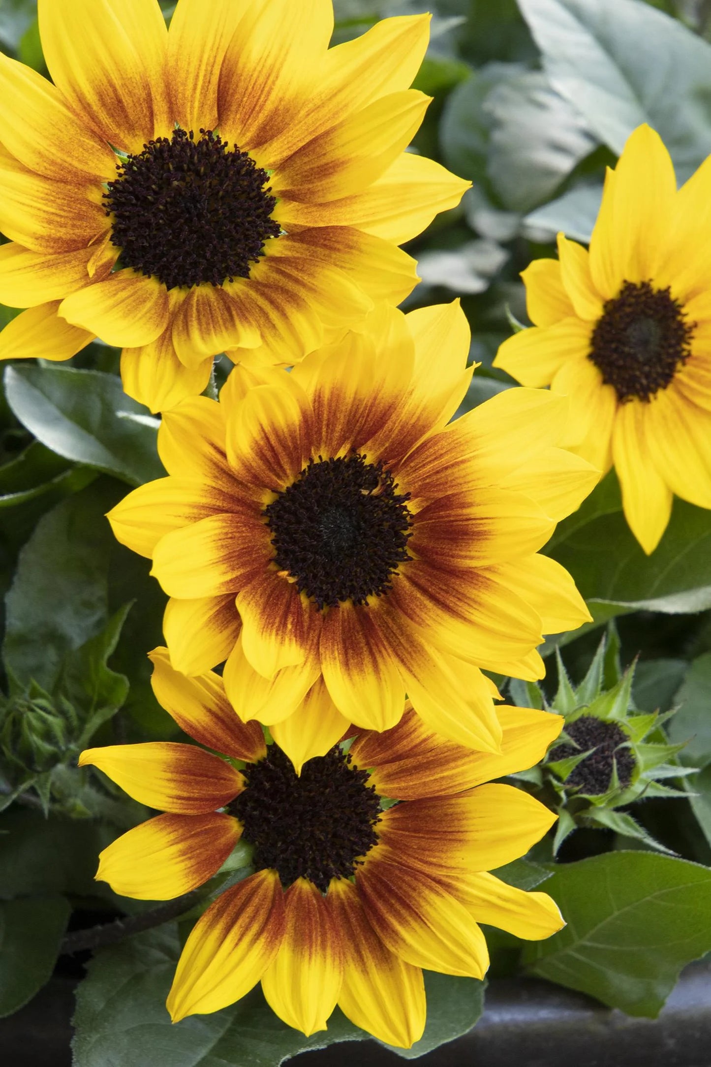 Sunflower Brown Eyed Girl