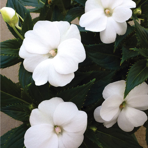 Sunpatiens "Compact White" PP# 24320