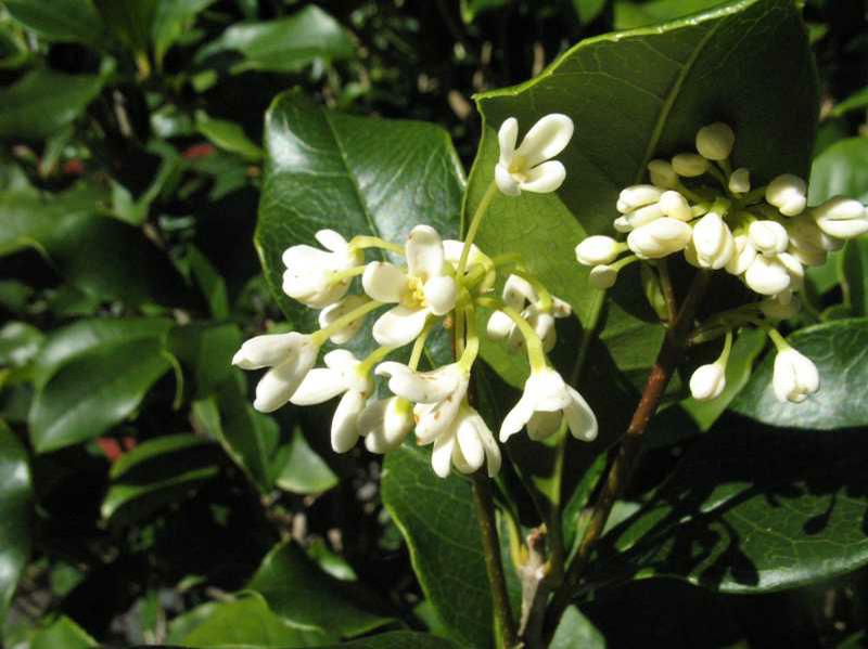 Sweet Olive
