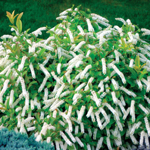 Bush with white flowers and green leaves against a green background