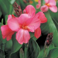 Canna Tropical Rose