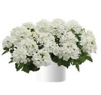 Verbena, Vanessa Compact White