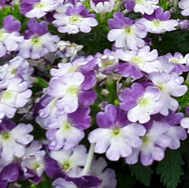 Verbena, Vanessa™ Compact Purple