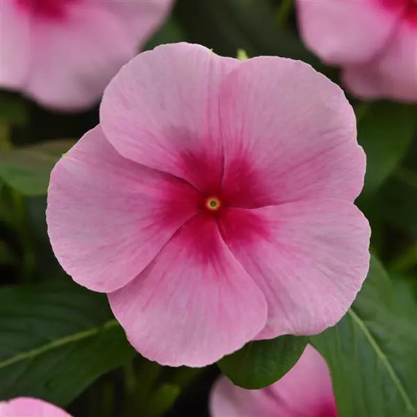 Vinca Titan - Blush