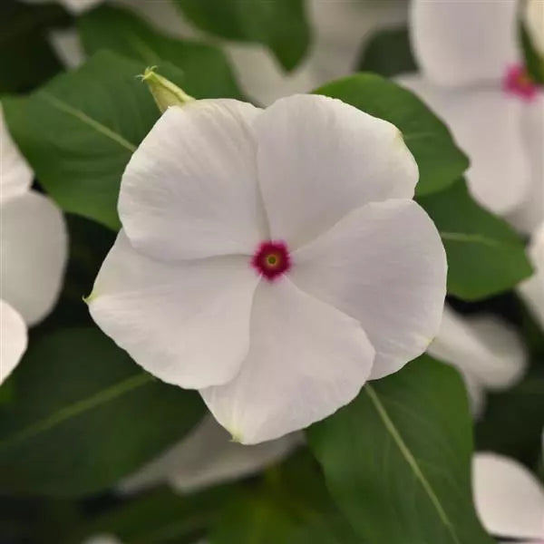 Vinca Titan - Polka-Dot
