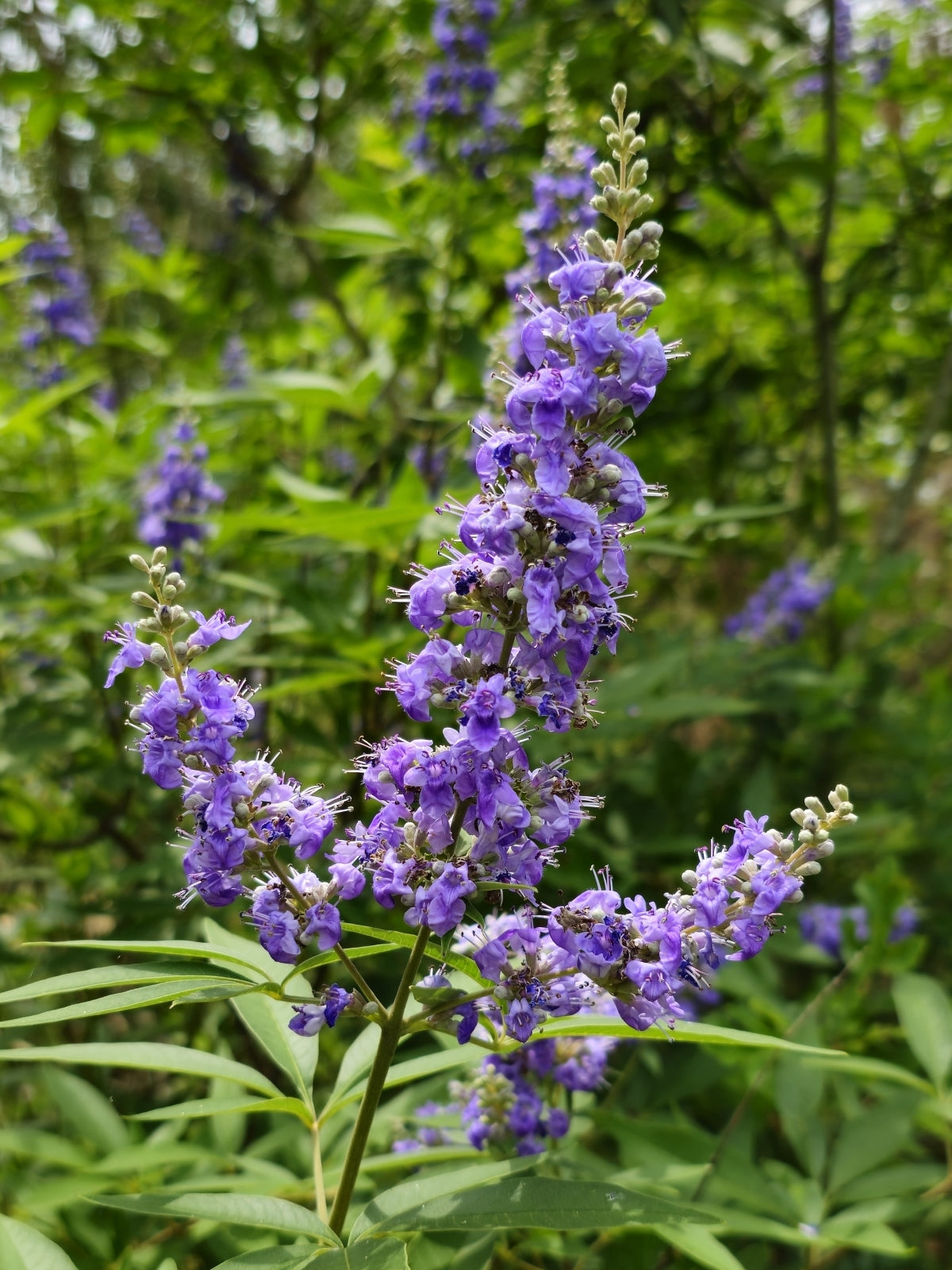 Vitex, Shoal Creek