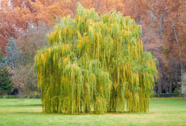 Weeping Willow Tree