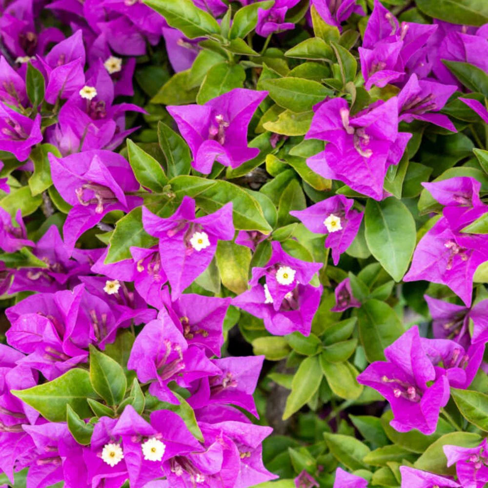 Bougainvillea New River Purple