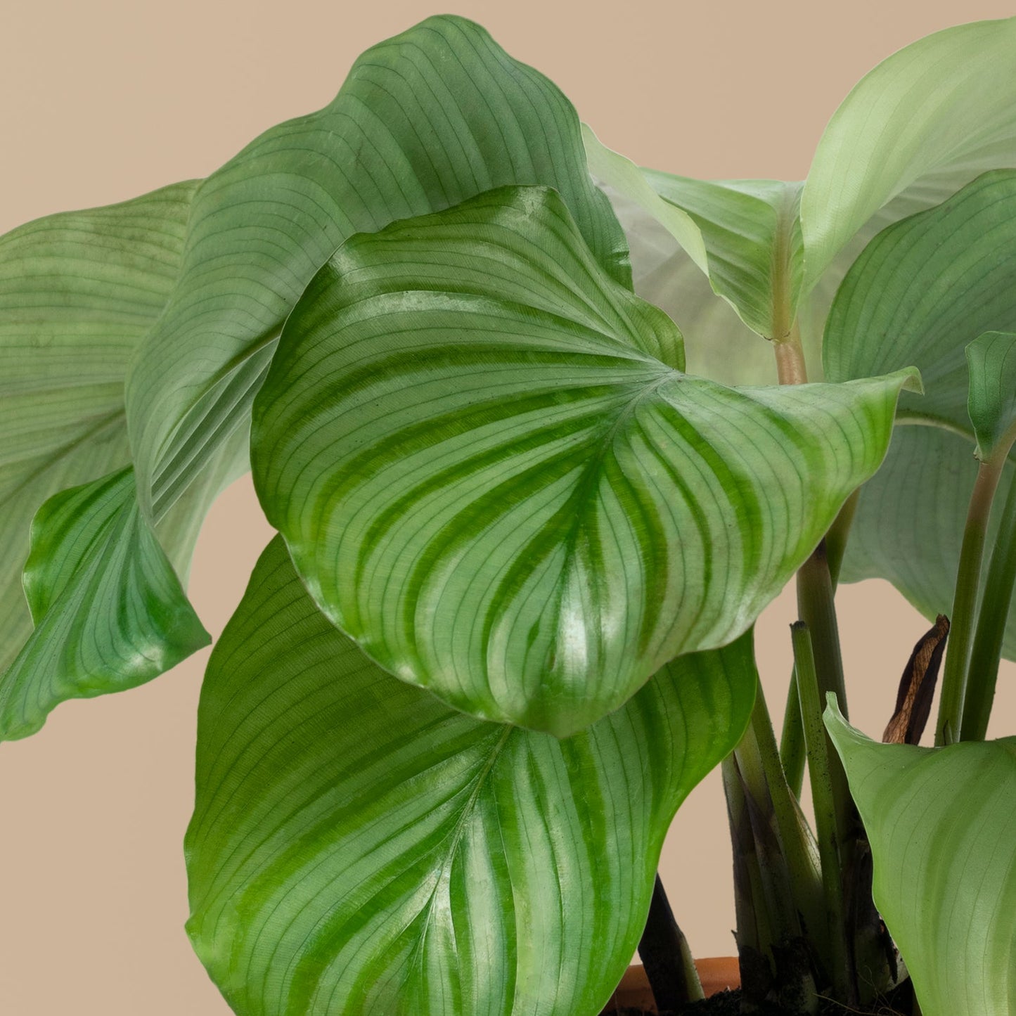 Calathea "Orbifolia"