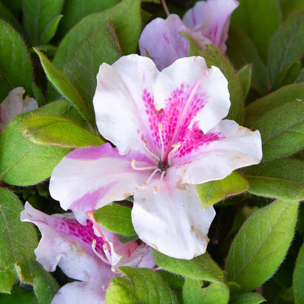 Azalea, Encore® Autumn Twist® PP# 12133