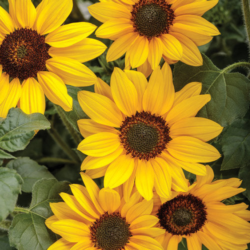 Helianthus 'Suncredible Yellow'