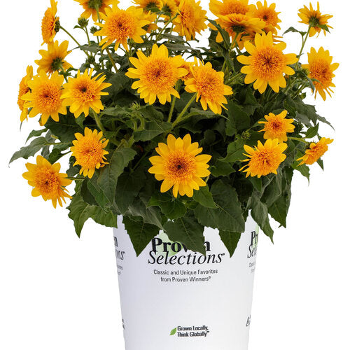 Helianthus annuus 'Sunfinity Double Yellow'
