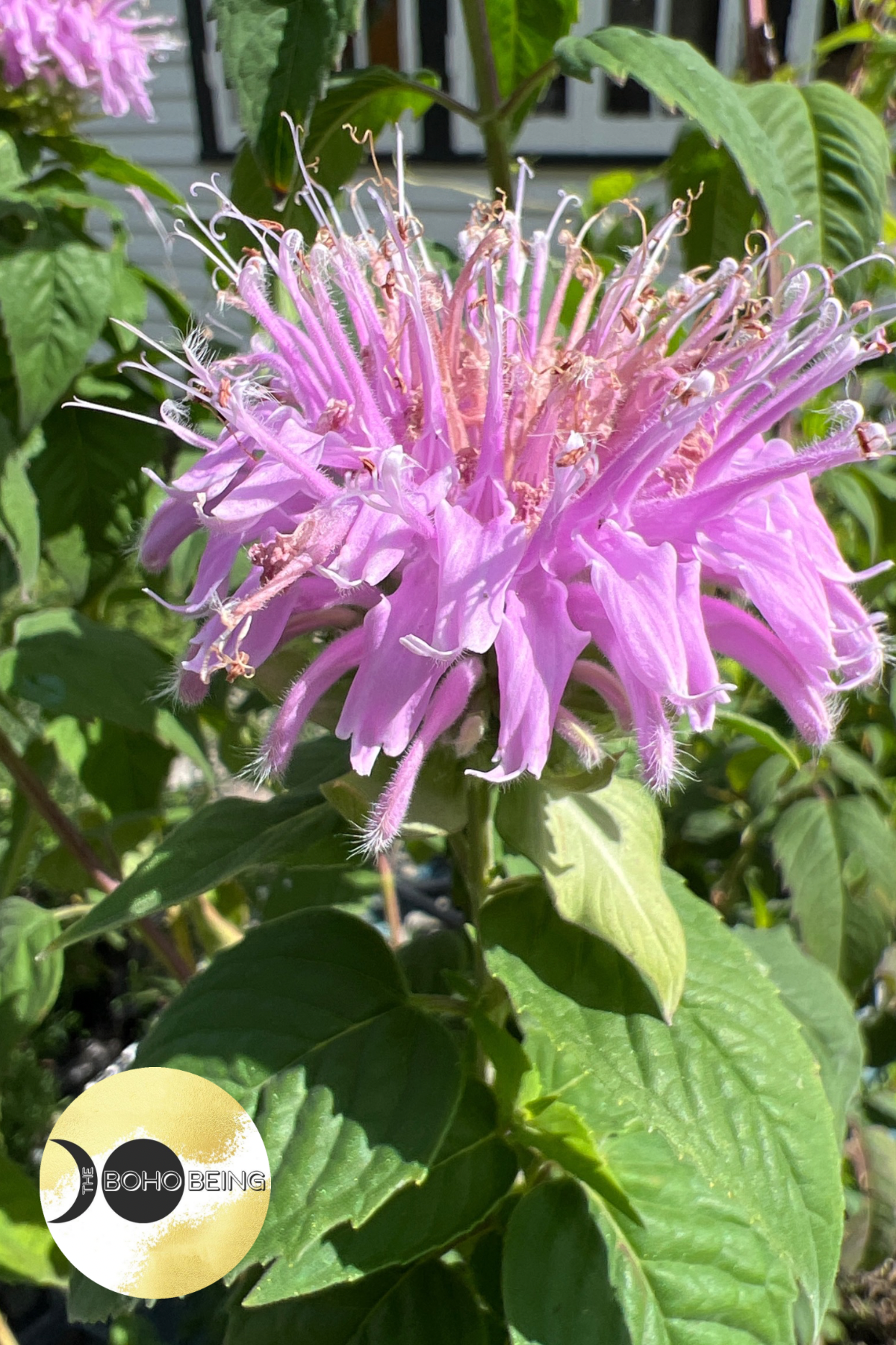 Monarda fistulosa 'Wild Bergamot'